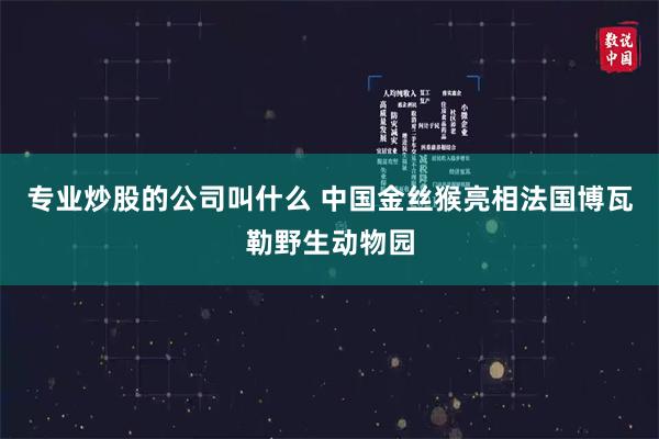 专业炒股的公司叫什么 中国金丝猴亮相法国博瓦勒野生动物园